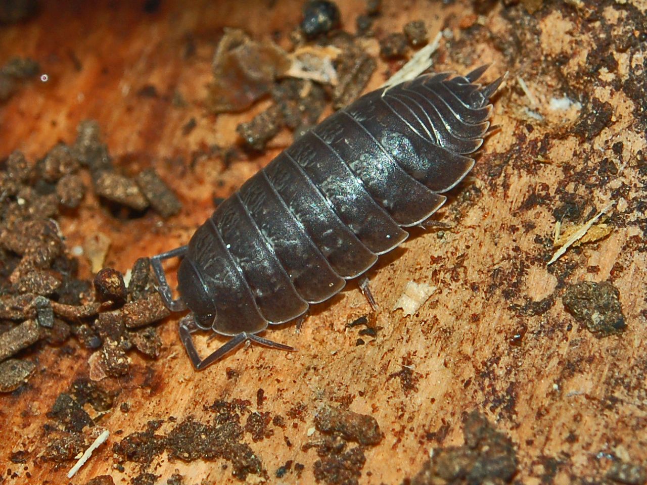 Porcellino di terra Porcellio pumicatus